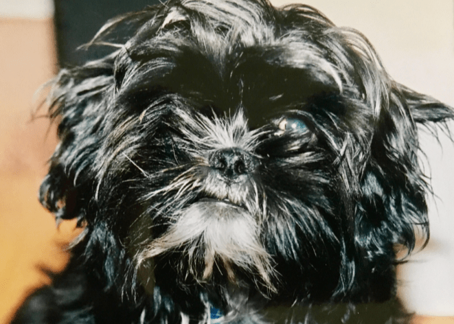 Screen Shot 2019-05-10 at 9.32.07 AM